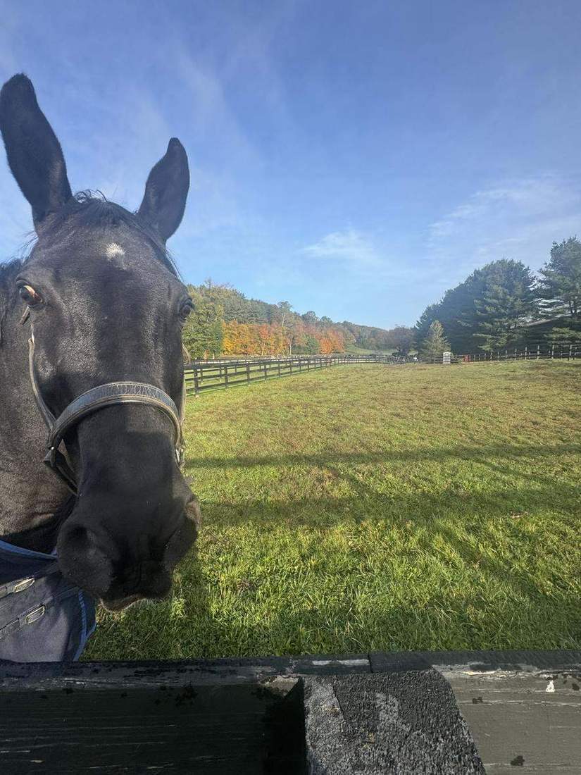 A friendly face out in the field