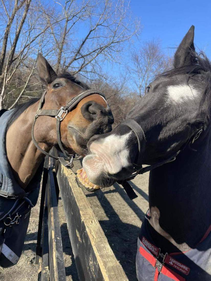 Pasture mates at the rail