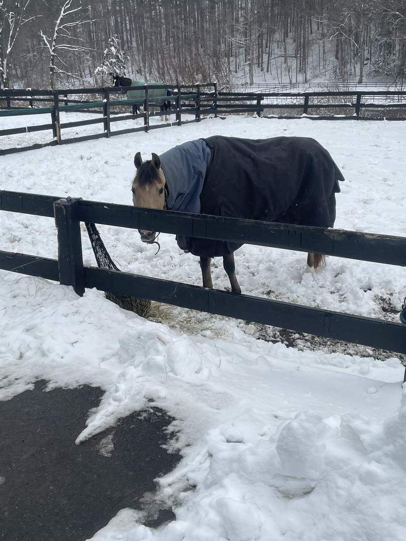 Cozy in winter turnout