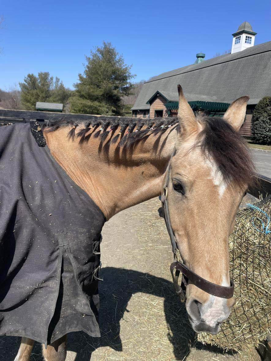 Braided, blanketed and pampered