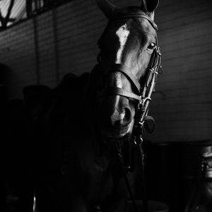 Elegant black and white photo showcasing a calm horse with bridle in a stable.