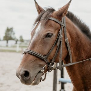 Detailed close-up of a brown horse wearing a bridle, captured outdoors in a peaceful setting.